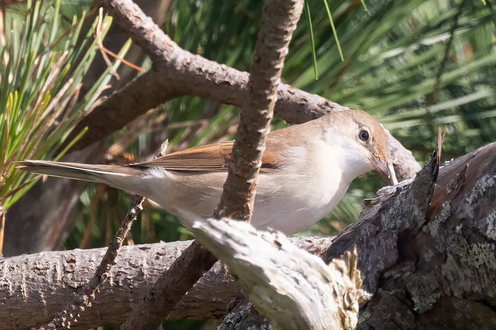 Whitethroat